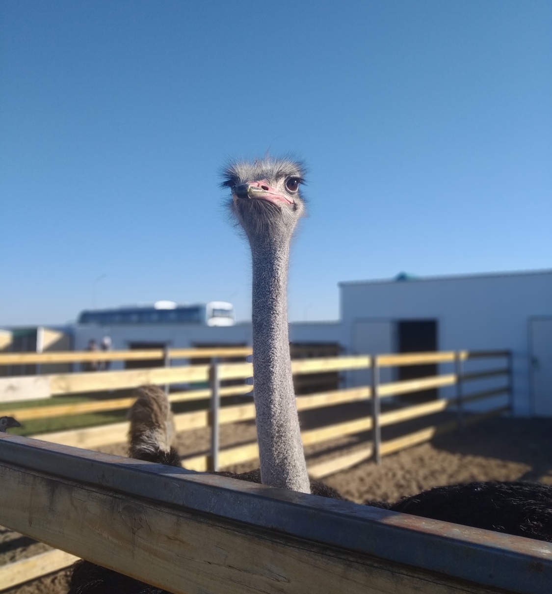 Экскурсия на страусиную ферму